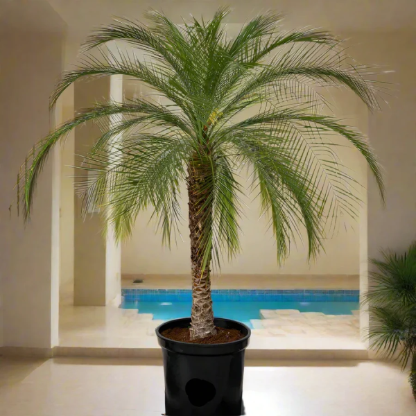 Palma Artificiale Europalms Phoenix Palm Tree Luxor - Pianta Finta Alta 210 Cm, Per Interni Ed Esterni